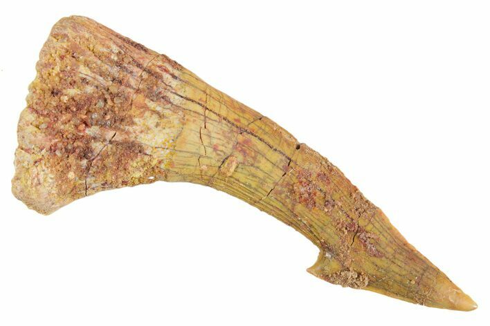Fossil Sawfish (Onchopristis) Rostral Barb - Morocco #356441